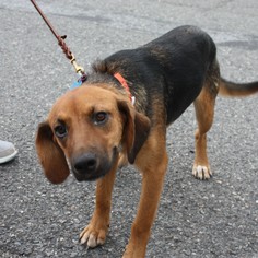 Small Beagle-German Shepherd Dog Mix