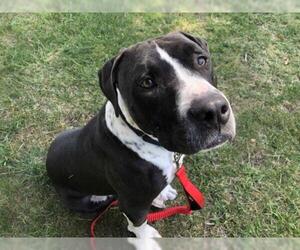 American Pit Bull Terrier-Unknown Mix Dogs for adoption in Carlsbad, CA, USA