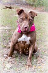 American Pit Bull Terrier Dogs for adoption in Leesburg, FL, USA