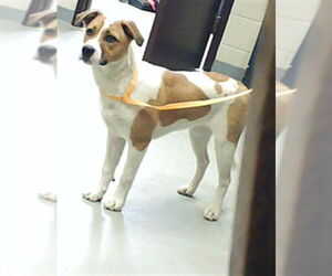 Beagle-Unknown Mix Dogs for adoption in Fayetteville, NC, USA