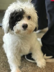 Shih-Poo Dogs for adoption in Bellevue, WA, USA