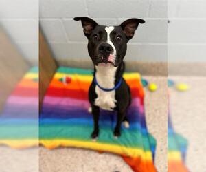 American Pit Bull Terrier Dogs for adoption in Brighton, CO, USA