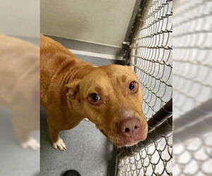 American Pit Bull Terrier Dogs for adoption in Glen Allen, VA, USA