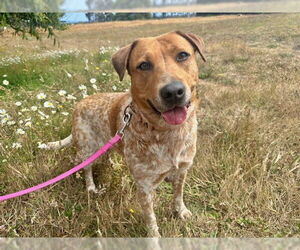 Mutt Dogs for adoption in McKinleyville, CA, USA