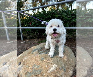 Maltese-Unknown Mix Dogs for adoption in Escondido, CA, USA