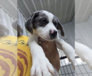Australian Shepherd Dogs for adoption in Osgood, IN, USA