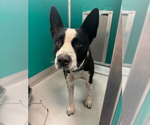 Mutt Dogs for adoption in Oklahoma City, OK, USA