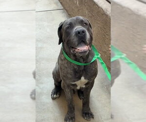 Mastiff Dogs for adoption in Rancho Cucamonga, CA, USA