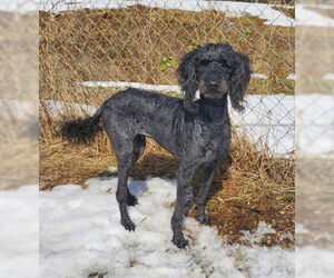 Poodle (Standard) Dogs for adoption in Lake City, MI, USA