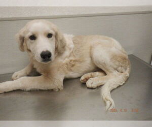 Golden Retriever-Unknown Mix Dogs for adoption in Oroville, CA, USA