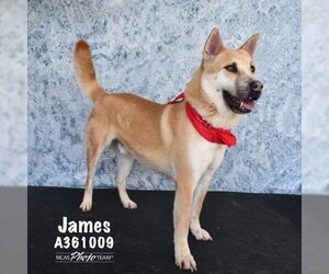 Akita Dogs for adoption in Conroe, TX, USA