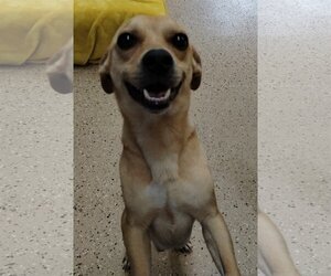 Chiranian Dogs for adoption in York, SC, USA