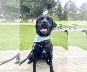 Labrador Retriever Dogs for adoption in San Diego, CA, USA