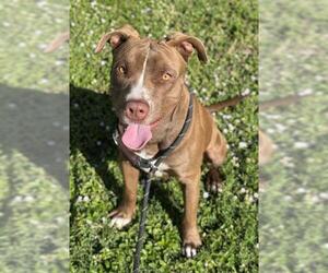American Staffordshire Terrier-Labrador Retriever Mix Dogs for adoption in Fort Lauderdale, FL, USA