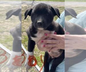 German Shorthaired Pointer-Unknown Mix Dogs for adoption in Yardley, PA, USA