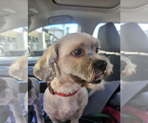 Lhasa Apso-Unknown Mix Dogs for adoption in Chandler, AZ, USA