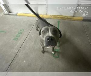 American Pit Bull Terrier Dogs for adoption in Ocala, FL, USA
