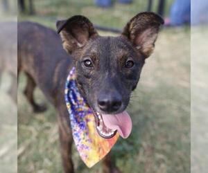 Plott Hound-Unknown Mix Dogs for adoption in San Antonio, TX, USA