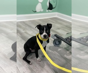 Boston Huahua Dogs for adoption in Shermans Dale, PA, USA