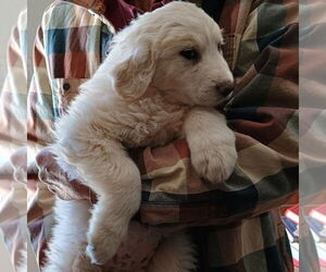 Great Pyrenees Dogs for adoption in Vail, AZ, USA