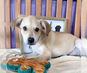 Labrador Retriever-Unknown Mix Dogs for adoption in Genesee, WI, USA