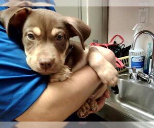 American Pit Bull Terrier-Unknown Mix Dogs for adoption in Martinez, CA, USA