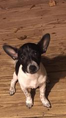 Rat Terrier Dogs for adoption in Nashville, TN, USA