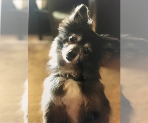 Pomeranian-Unknown Mix Dogs for adoption in Santa Clara, CA, USA