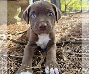 American Pit Bull Terrier-Unknown Mix Dogs for adoption in Spring Lake, NC, USA