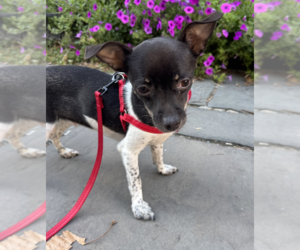 Mutt Dogs for adoption in Brooklyn, NY, USA