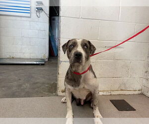 American Pit Bull Terrier Dogs for adoption in San Bernardino, CA, USA