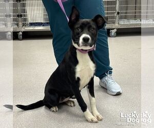 Borador Dogs for adoption in Washington, DC, USA