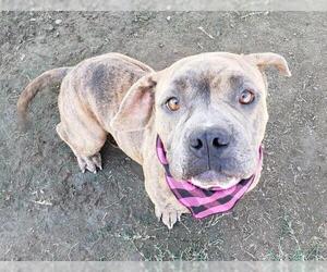 American Pit Bull Terrier-Unknown Mix Dogs for adoption in Bakersfield, CA, USA