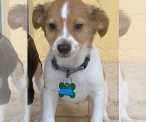 Rat-Cha Dogs for adoption in Royal Palm Beach, FL, USA