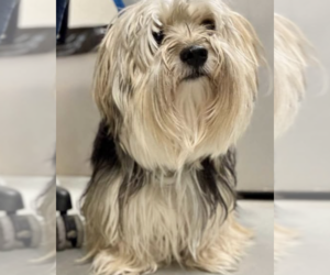 Mutt Dogs for adoption in Rockville, MD, USA