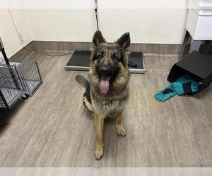 German Shepherd Dog Dogs for adoption in Pasadena, CA, USA