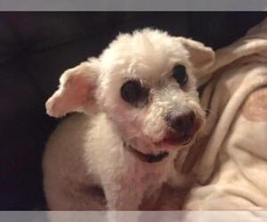 Bichon Frise-Unknown Mix Dogs for adoption in San Diego, CA, USA