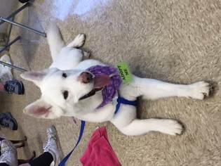 Alusky Dogs for adoption in Fort Lauderdale, FL, USA