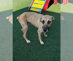 Black Mouth Cur-Unknown Mix Dogs for adoption in Rockwall, TX, USA