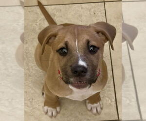 American Staffordshire Terrier-Labrador Retriever Mix Dogs for adoption in Brewster, NY, USA