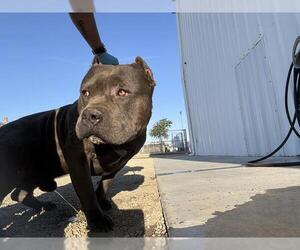 American Pit Bull Terrier Dogs for adoption in Bakersfield, CA, USA