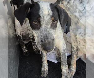 Australian Shepherd-Unknown Mix Dogs for adoption in San Antonio, TX, USA