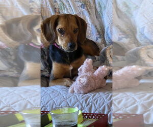 Black and Tan Coonhound-Unknown Mix Dogs for adoption in Foristell, MO, USA