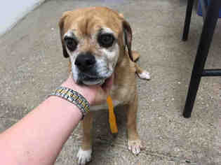 Puggle Dogs for adoption in Lawrence, KS, USA