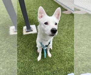 Siberian Husky-Unknown Mix Dogs for adoption in Downey, CA, USA