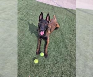 Mutt Dogs for adoption in Corona, CA, USA