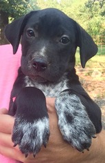 Sheprador Dogs for adoption in Alexander, AR, USA