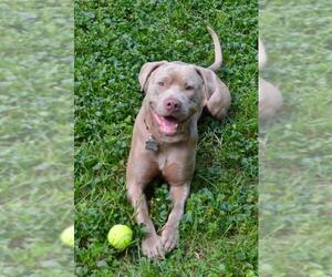 American Pit Bull Terrier-Unknown Mix Dogs for adoption in Cary, NC, USA