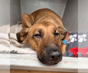 German Shepherd Dog-Unknown Mix Dogs for adoption in Webster, WI, USA