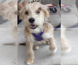 Unknown-Wheaten Terrier Mix Dogs for adoption in Queen Creek, AZ, USA